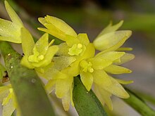 Octomeria decumbens.jpg