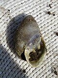 Thumbnail for Pythia (gastropod)