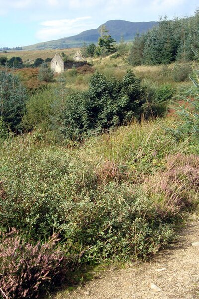 File:Old Forest track in Tullynaglack - geograph.org.uk - 974199.jpg