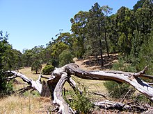 The end of the Waterfall Hike Old log belair national park.jpg