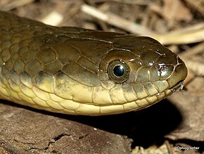 OliveKeelback.jpg görüntüsünün açıklaması.