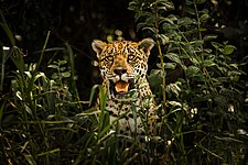 A jaguar in the Pantanal Conservation Area of Brazil. Photo by Leonardo Ramos