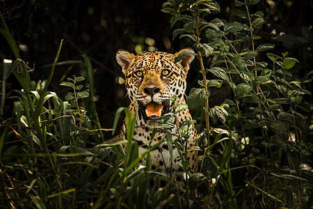 Panthera onca (Jaguar)