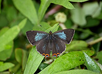 Open wing position of male Heliophorus tamu - powdery green sapphire Open wing position of Male Heliophorus tamu tamu Kollar, 1844 - Himalayan Powdery Green Sapphire.jpg