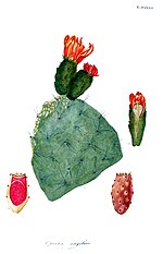 Miniatura para Opuntia maxima