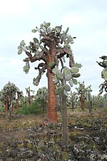 Thumbnail for Opuntia galapageia