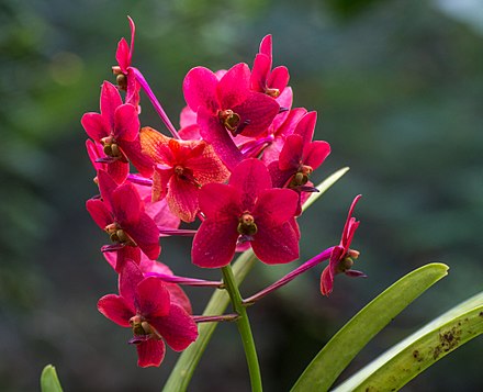 Orchids in the Garden of the sleeping giant