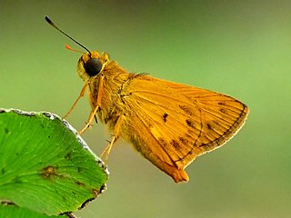 <i>Oriens</i> (butterfly) Genus of butterflies