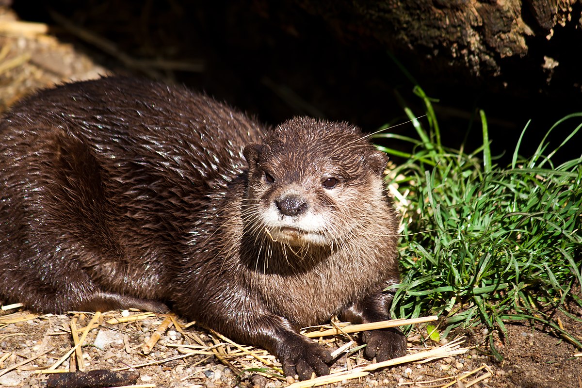 Loutre - Vikidia, l'encyclopédie des 8-13 ans