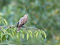 Oriental Turtle Dove (Streptopelia orientalis) (48569141121).jpg