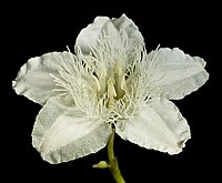 O. albiflora