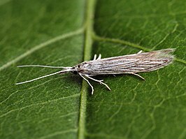 Coleophora brevipalpella