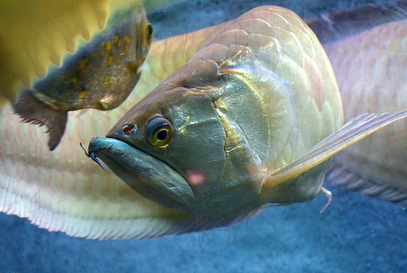 File:Osteoglossum Bicirrhosum 03082014 Aquarium Canet en Roussillon.jpg