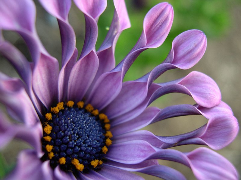 File:Osteospermum.jpg