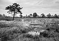 * Nomination Landscape at the Venner Moor bog. Venne, Ostercappeln, Lower Saxony, Germany --Basotxerri 18:37, 19 December 2017 (UTC) * Promotion  Support Good quality.--Famberhorst 19:20, 19 December 2017 (UTC)