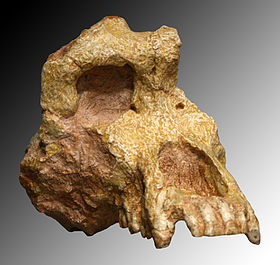 Ouranopithecus