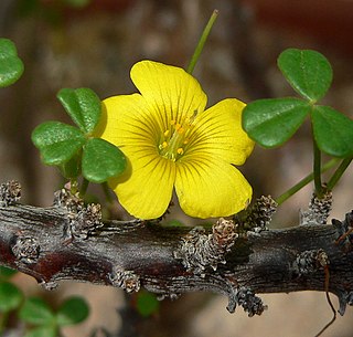 <i>Oxalis gigantea</i> Species of flowering plant
