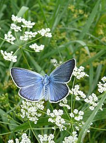 Didysis melsvys (Polyommatus amandus)