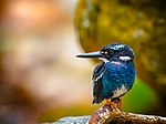 Thumbnail for Southern silvery kingfisher