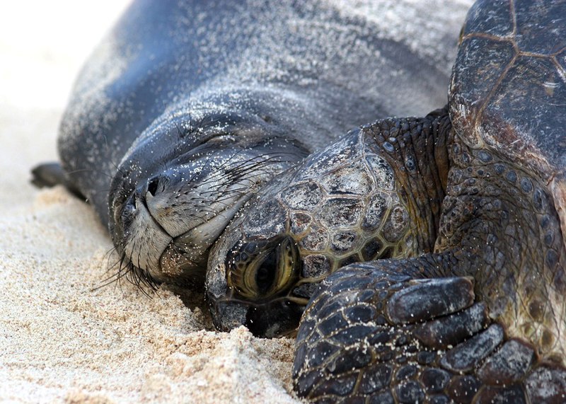 File:PMNM - monk seal and turtle (27705150490).jpg