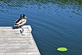 Mallard Duck at Jetty (Palūšė)
