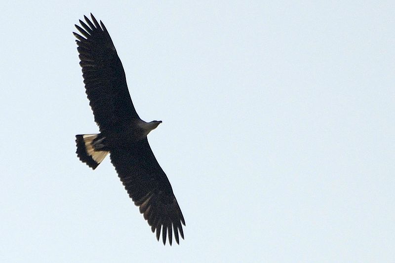 File:Pallas's fish eagle in flight (cropped).jpg