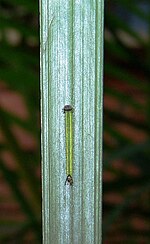 Palmfly caterpillar.JPG