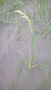 Miniatura para Panicum racemosum