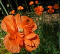 Papaver rupifragum 2015-06-01 OB 267.jpg