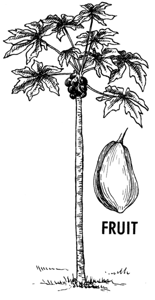 File:Papaya (PSF).png