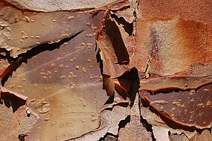 Bark Closeup