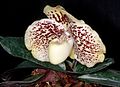 Paphiopedilum leucochilum