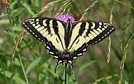 Papilio canadensis (Canadian tiger swallowtail) Adult, dorsal view.