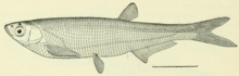 Parapelecus machaerius абат 1901 (= Pseudolaubuca sinensis Bleeker 1864) .png