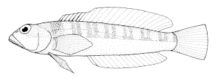 Redbanded weever Species of fish