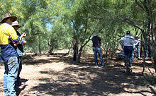 Parkinsonia Field Day at Lake Galilee