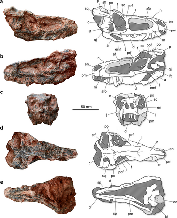 Parvosuchus