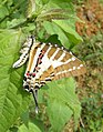 Graphium aristeus hermocrates (Pathysa aristeus hermocrates) (Papilionidés)