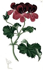 Pelargonium "Daveyanum" (Davey's Stork's-bill)