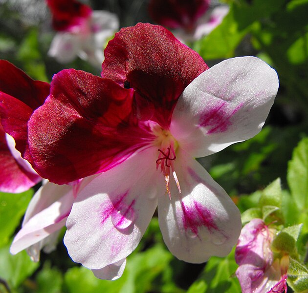 File:Pelargoniumsp.jpg