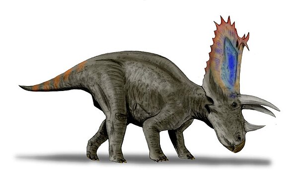 Restoration of P. sternbergii