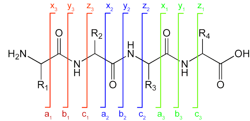 File:Peptide fragmentation.gif