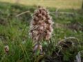 early flowering plant without leaves,