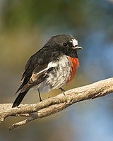 Australasian robin - Wikipedia