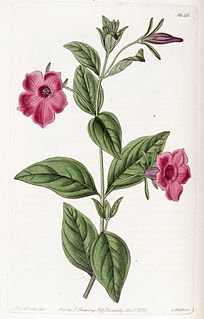 <i>Petunia integrifolia</i> Species of flowering plant