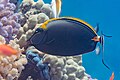 * Nomination Elegant unicornfish (Naso elegans), Red Sea, Egypt --Poco a poco 05:03, 1 September 2023 (UTC) * Promotion  Support Good quality. --Ermell 06:14, 1 September 2023 (UTC)