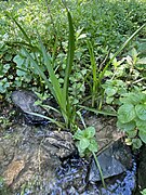 Igelkolben, Wasserminze und Ufer-Wolfstrapp im ehem. Mühlenteich