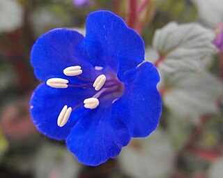 <i>Phacelia campanularia</i> species of plant