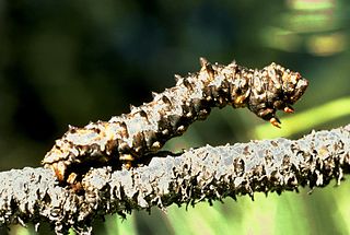 <i>Phaeoura mexicanaria</i> species of insect