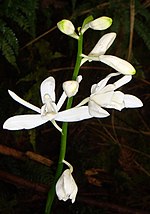 Thumbnail for Phaius amboinensis